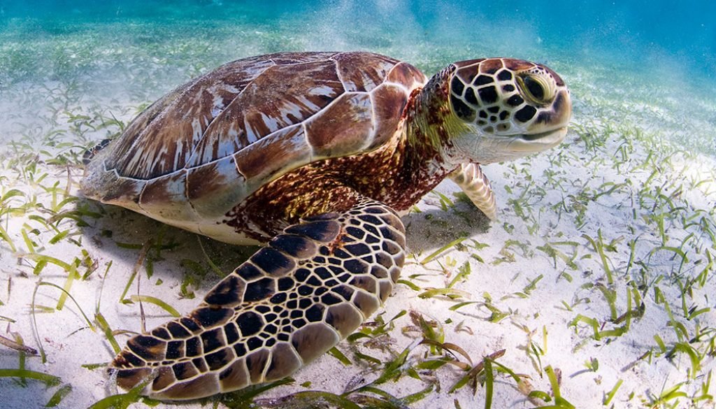 turtles_hero_563115